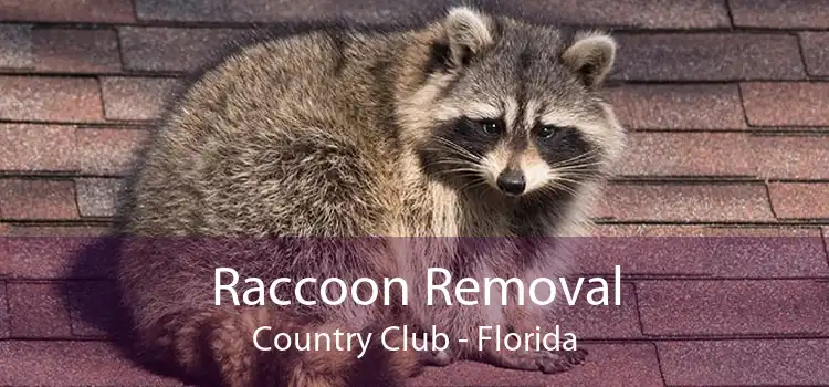 Raccoon Removal Country Club - Florida