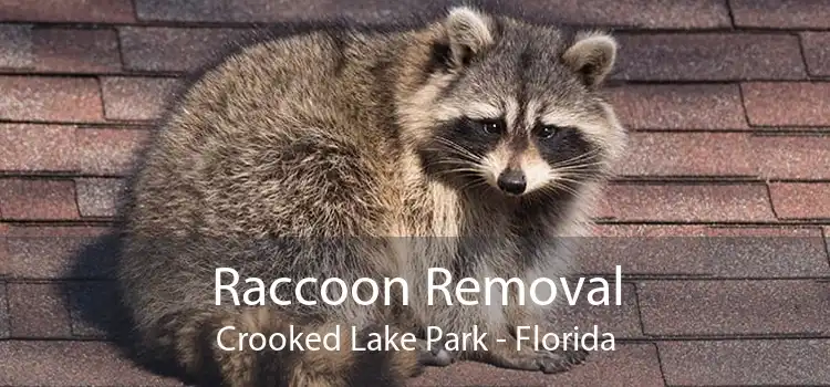 Raccoon Removal Crooked Lake Park - Florida