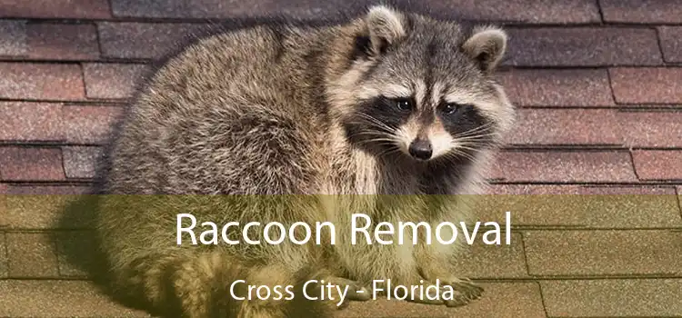 Raccoon Removal Cross City - Florida