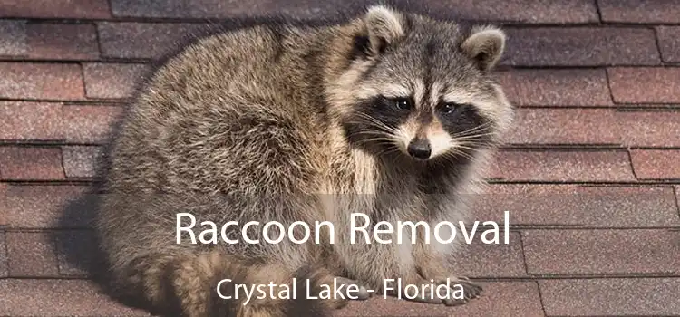 Raccoon Removal Crystal Lake - Florida