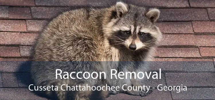 Raccoon Removal Cusseta Chattahoochee County - Georgia
