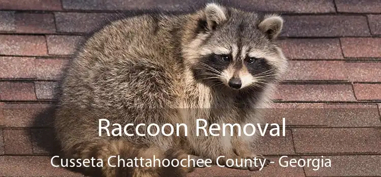 Raccoon Removal Cusseta Chattahoochee County - Georgia