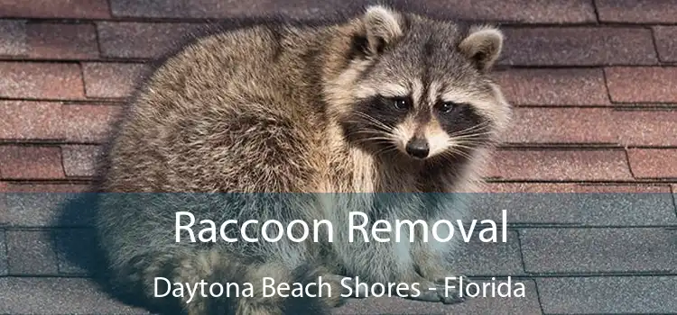 Raccoon Removal Daytona Beach Shores - Florida