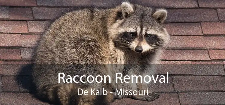 Raccoon Removal De Kalb - Missouri