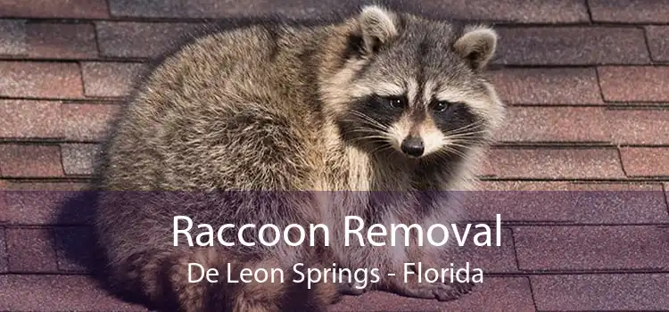 Raccoon Removal De Leon Springs - Florida