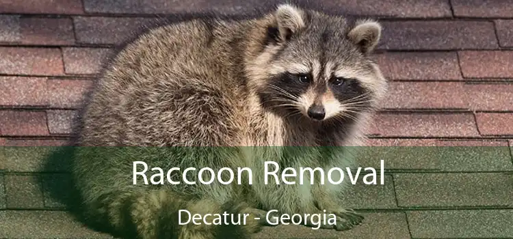 Raccoon Removal Decatur - Georgia