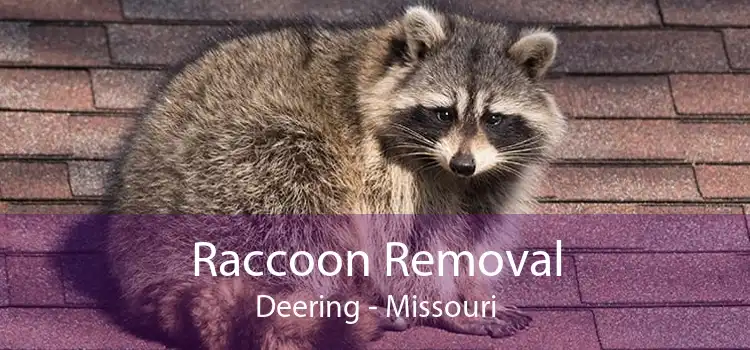 Raccoon Removal Deering - Missouri