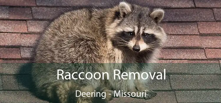 Raccoon Removal Deering - Missouri