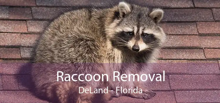 Raccoon Removal DeLand - Florida
