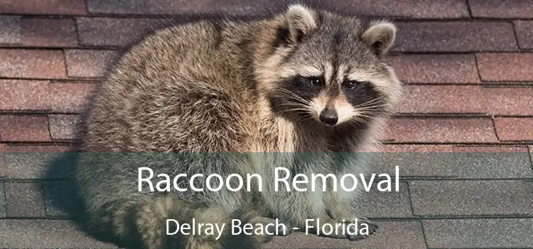 Raccoon Removal Delray Beach - Florida