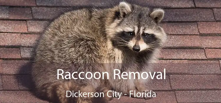 Raccoon Removal Dickerson City - Florida