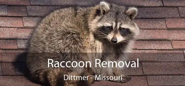 Raccoon Removal Dittmer - Missouri