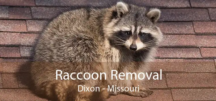 Raccoon Removal Dixon - Missouri