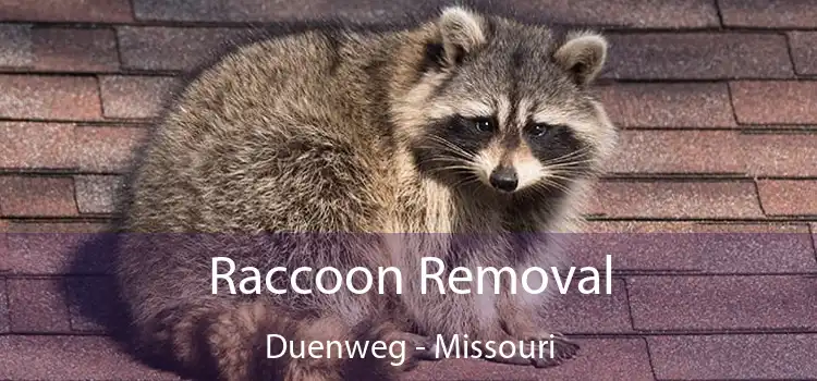 Raccoon Removal Duenweg - Missouri