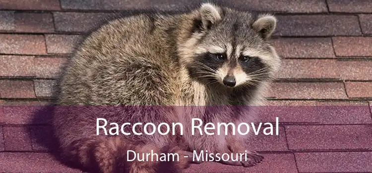 Raccoon Removal Durham - Missouri