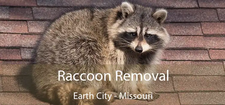 Raccoon Removal Earth City - Missouri