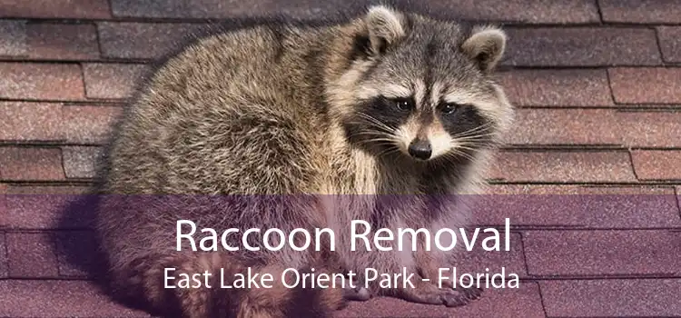 Raccoon Removal East Lake Orient Park - Florida