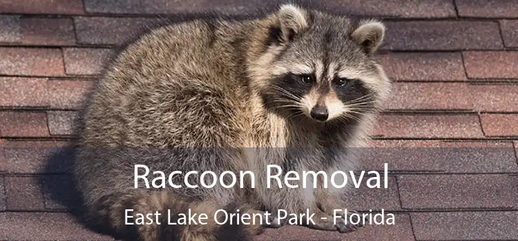 Raccoon Removal East Lake Orient Park - Florida