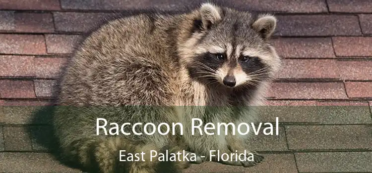 Raccoon Removal East Palatka - Florida