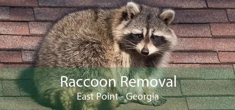 Raccoon Removal East Point - Georgia