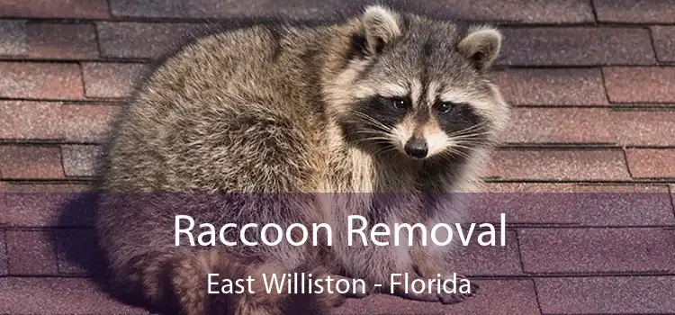 Raccoon Removal East Williston - Florida