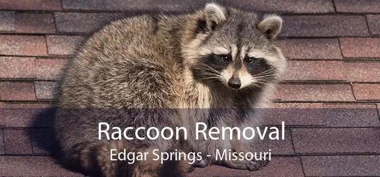 Raccoon Removal Edgar Springs - Missouri