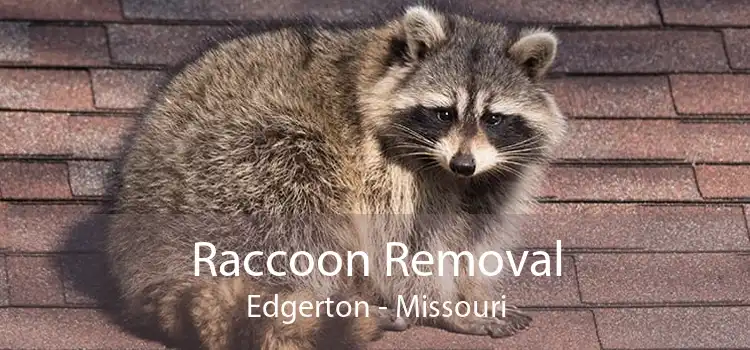 Raccoon Removal Edgerton - Missouri