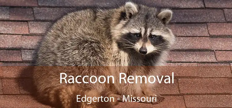 Raccoon Removal Edgerton - Missouri