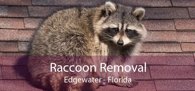 Raccoon Removal Edgewater - Florida