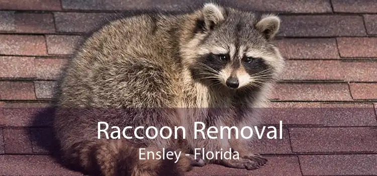 Raccoon Removal Ensley - Florida