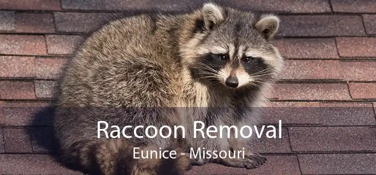 Raccoon Removal Eunice - Missouri