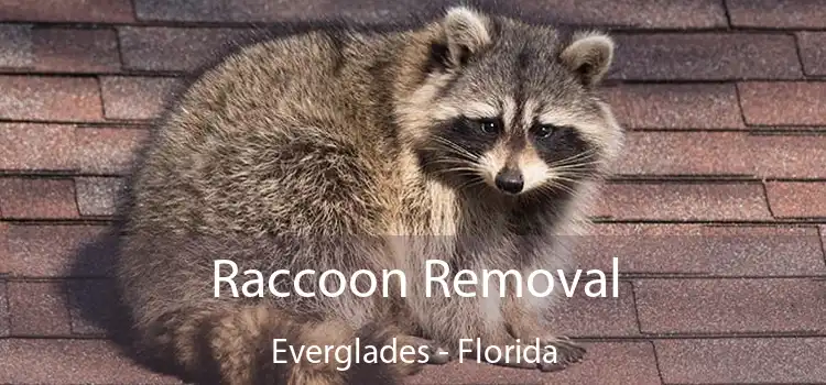 Raccoon Removal Everglades - Florida