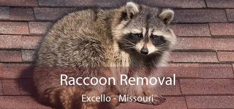 Raccoon Removal Excello - Missouri