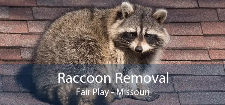 Raccoon Removal Fair Play - Missouri