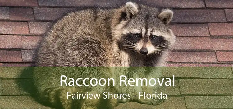 Raccoon Removal Fairview Shores - Florida