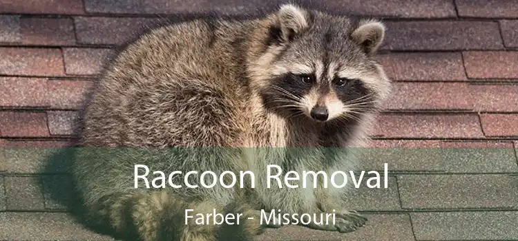 Raccoon Removal Farber - Missouri