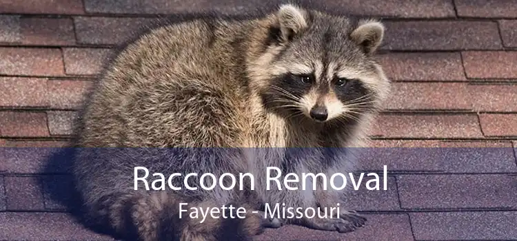 Raccoon Removal Fayette - Missouri