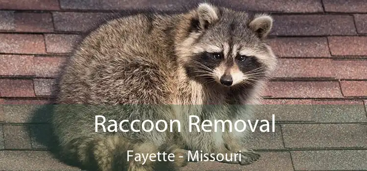 Raccoon Removal Fayette - Missouri