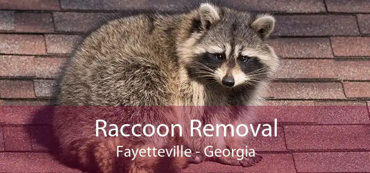 Raccoon Removal Fayetteville - Georgia