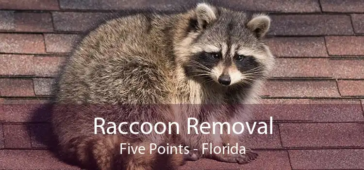 Raccoon Removal Five Points - Florida