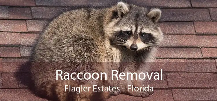Raccoon Removal Flagler Estates - Florida