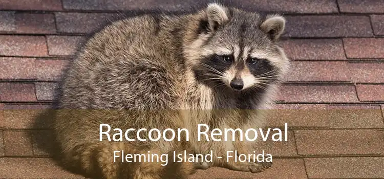Raccoon Removal Fleming Island - Florida