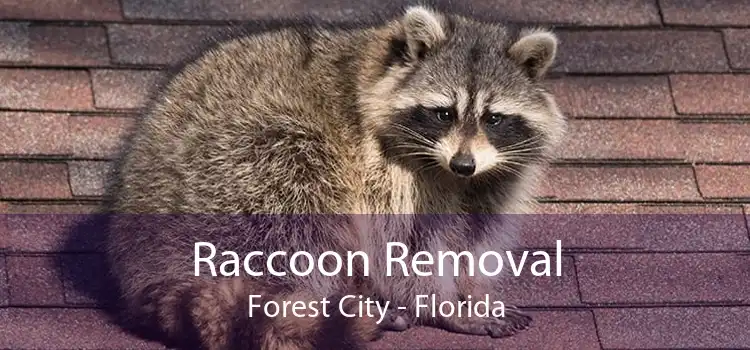 Raccoon Removal Forest City - Florida