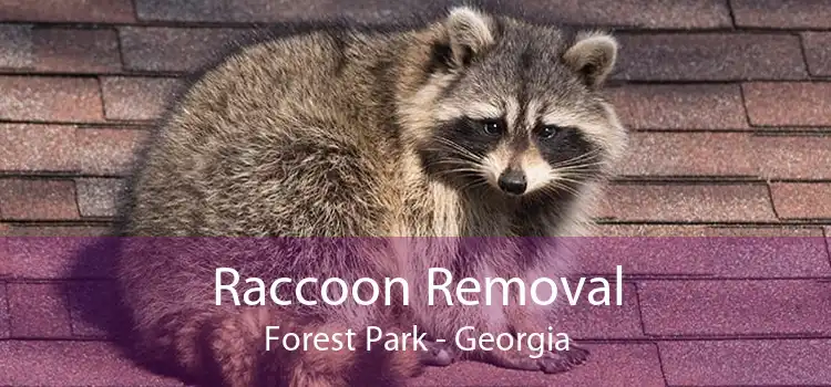 Raccoon Removal Forest Park - Georgia