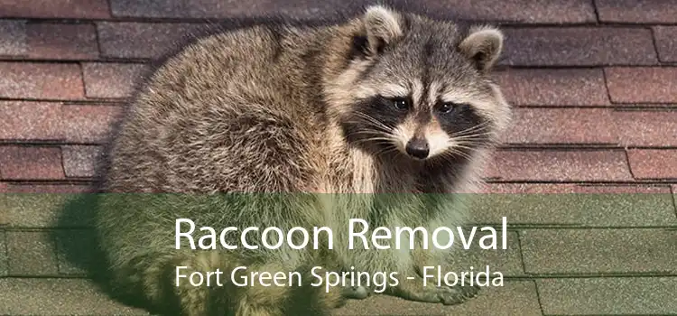 Raccoon Removal Fort Green Springs - Florida
