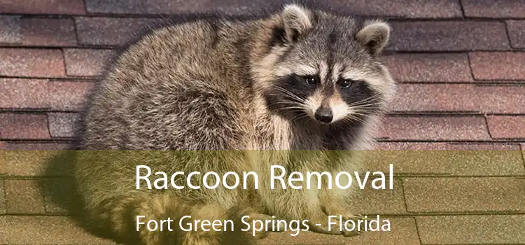 Raccoon Removal Fort Green Springs - Florida