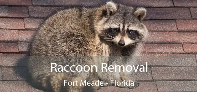 Raccoon Removal Fort Meade - Florida