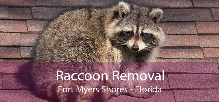 Raccoon Removal Fort Myers Shores - Florida