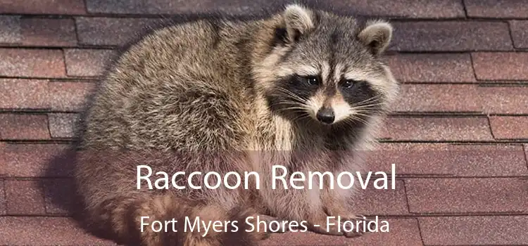 Raccoon Removal Fort Myers Shores - Florida