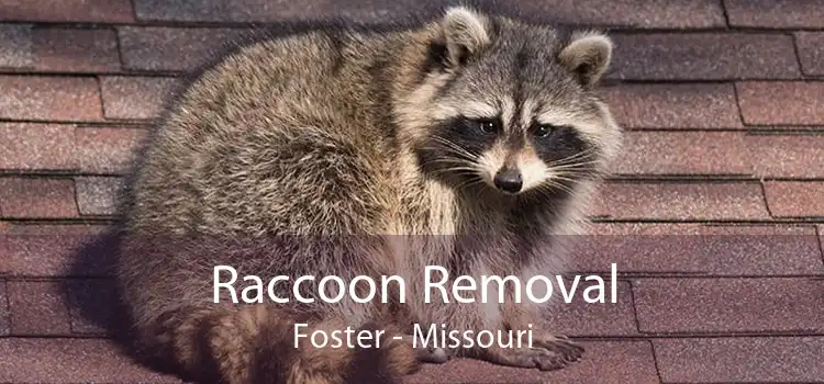 Raccoon Removal Foster - Missouri